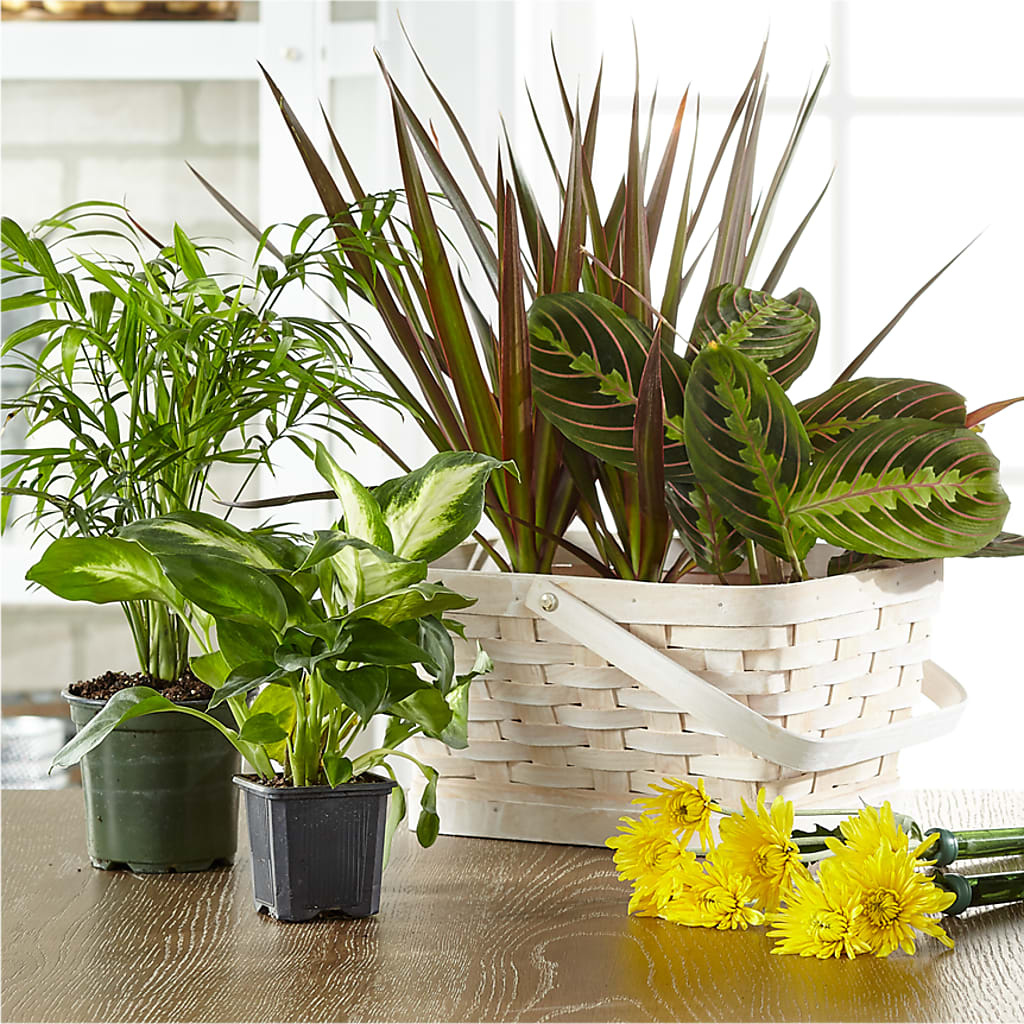 Florist Designed Blooming and Green Plants in a Basket – POPPIES & PAISLEY FLORAL, Mulino OR
