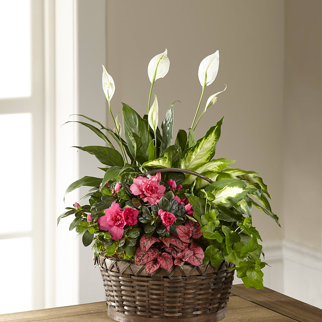 Dream in Pink Dishgarden – POPPIES & PAISLEY FLORAL, Mulino OR