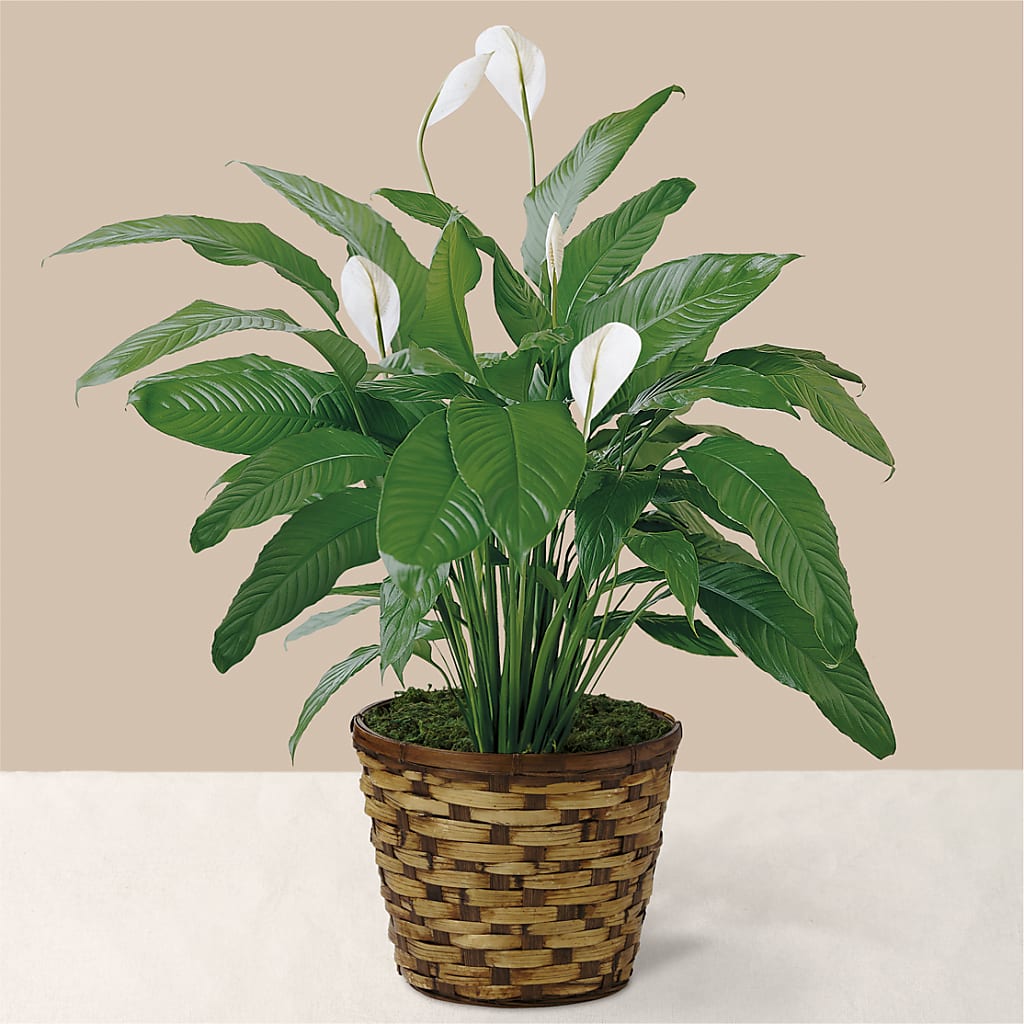 Tranquil Moments Peace Lily Plant – POPPIES & PAISLEY FLORAL, Mulino OR