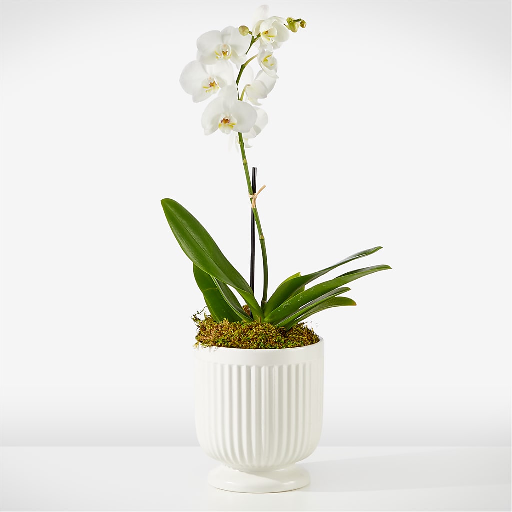 Whispering White Orchid – POPPIES & PAISLEY FLORAL, Mulino OR