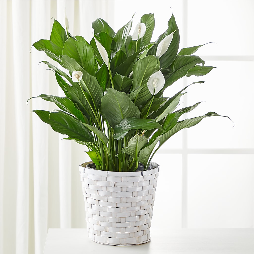 A New Leaf Peace Lily – POPPIES & PAISLEY FLORAL, Mulino OR
