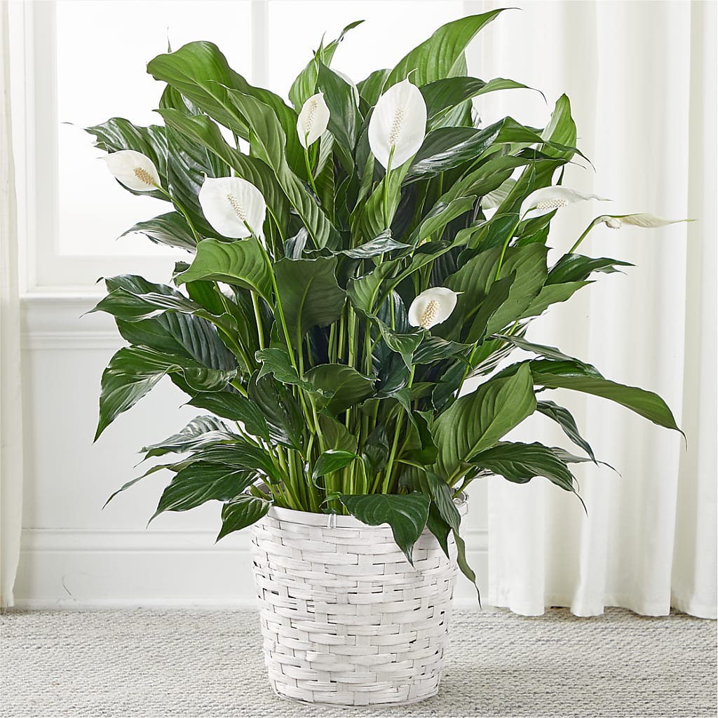 A New Leaf Peace Lily – POPPIES & PAISLEY FLORAL, Mulino OR
