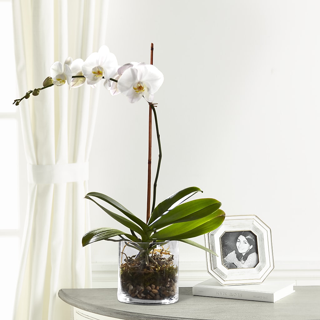 White Orchid Planter – POPPIES & PAISLEY FLORAL, Mulino OR