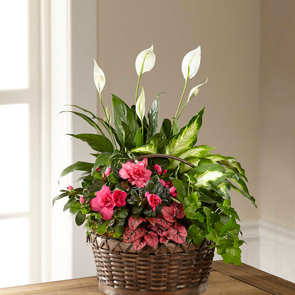 Dream in Pink Dishgarden – POPPIES & PAISLEY FLORAL, Mulino OR