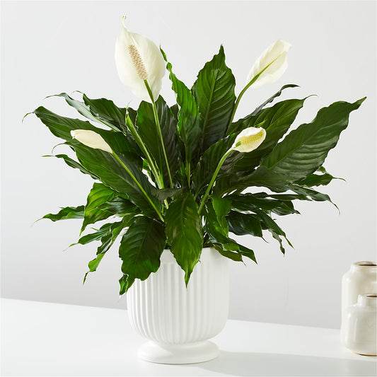 Comfort Planter – POPPIES & PAISLEY FLORAL, Mulino OR